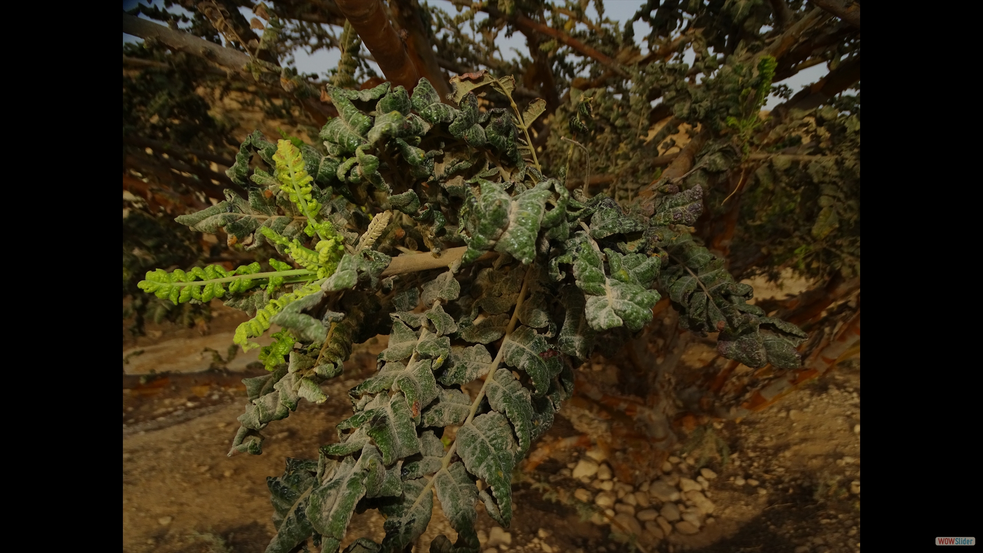 Weihrauchbaum (Boswellia sacra)