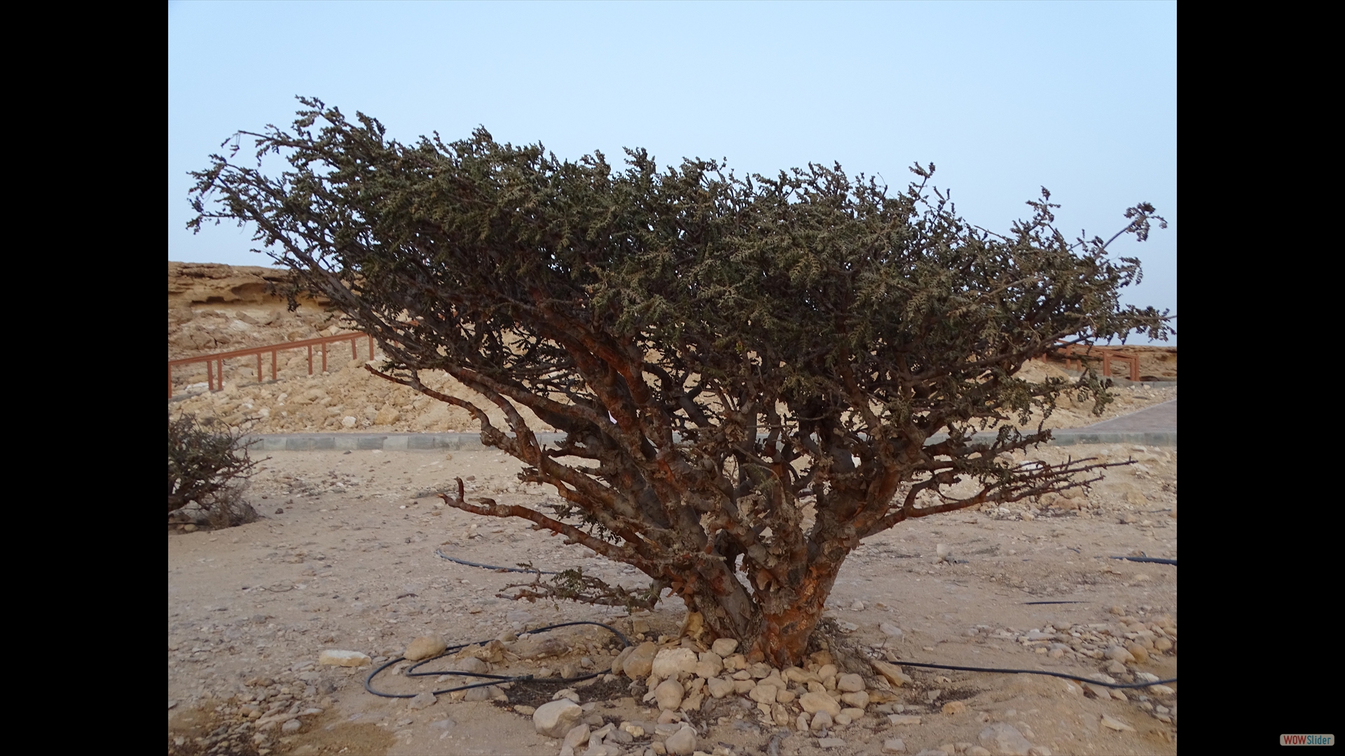 Wadi Dawkah - Frankincense Trees - Weihrauchplantage