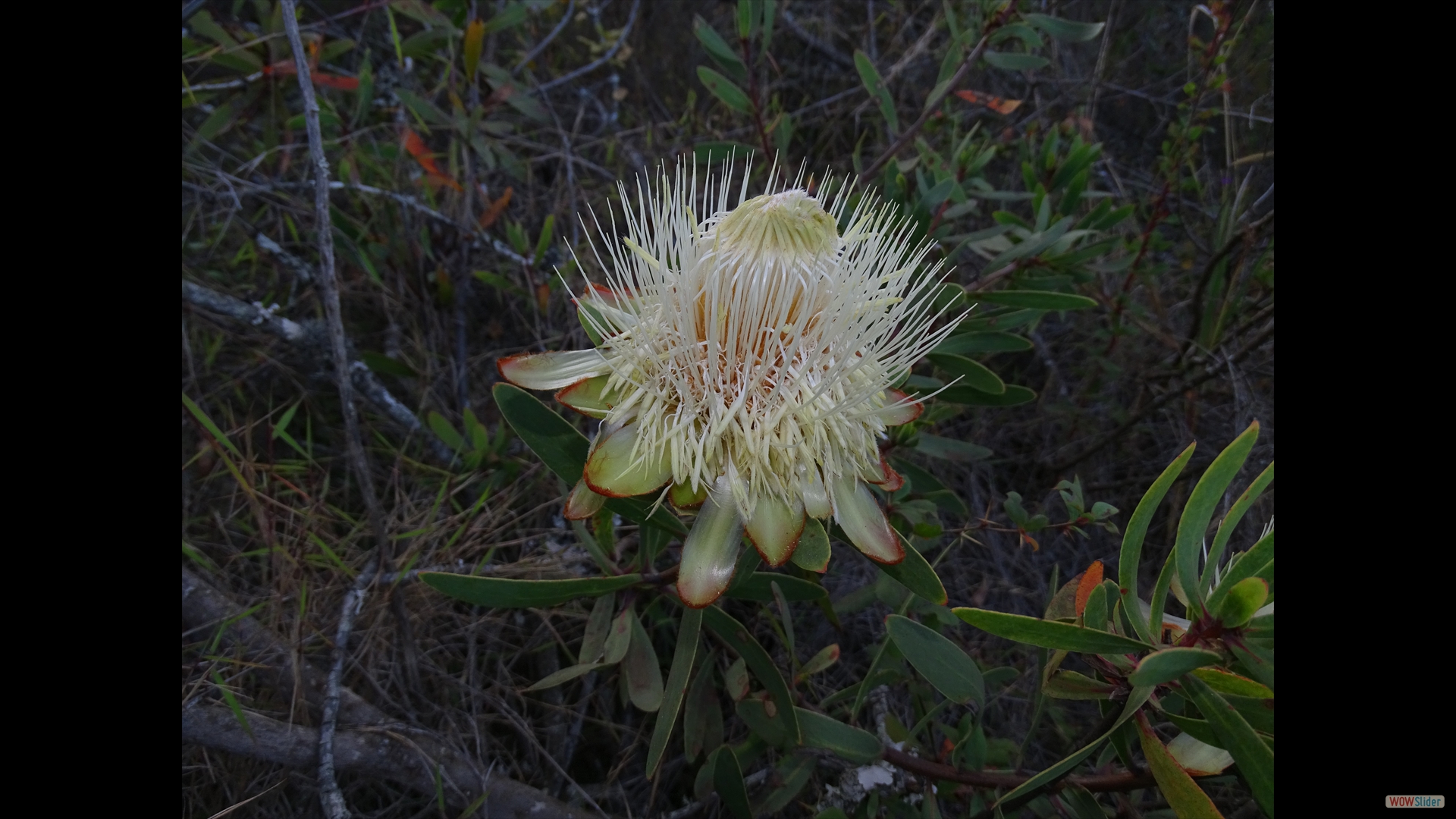Protea caffra ssp. kilimandscharica