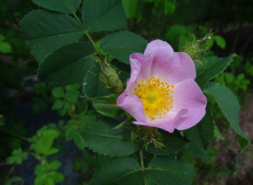 Ein Bild, das Pflanze, Blume, drauen, grn enthlt.

Automatisch generierte Beschreibung