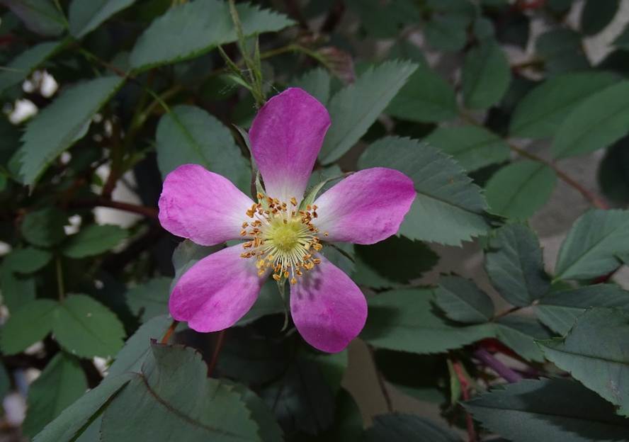 Ein Bild, das Pflanze, Blume enthlt.

Automatisch generierte Beschreibung