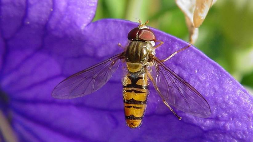 Ein Bild, das Wirbellose, Blume, Hautflgler, Biene enthlt.

Automatisch generierte Beschreibung