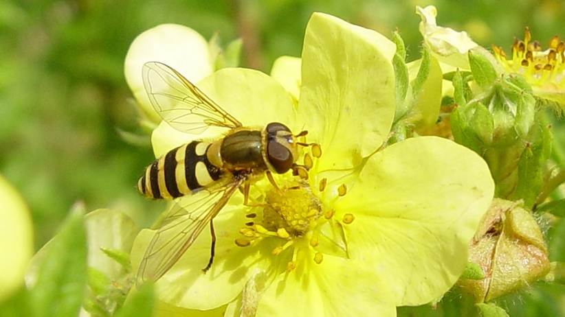 Ein Bild, das Hautflgler, Bestuber, Honigbiene, Schdling enthlt.

Automatisch generierte Beschreibung