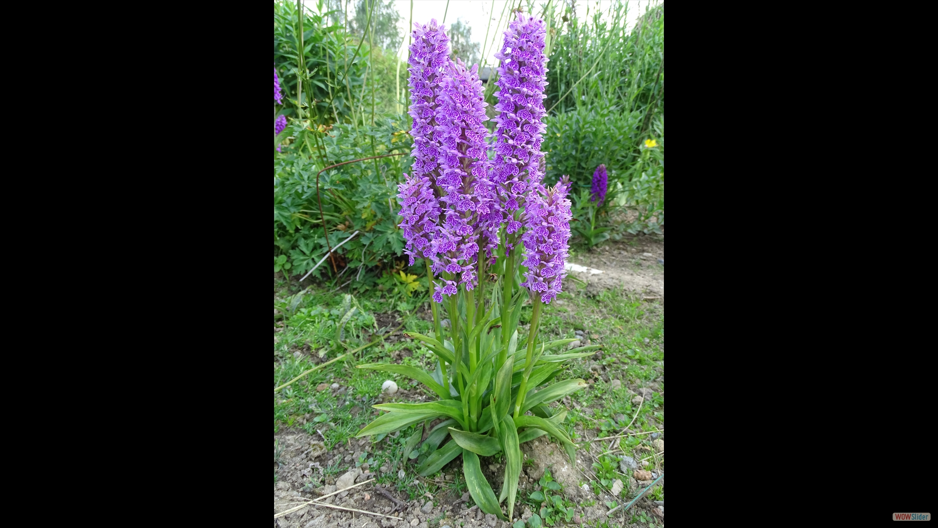 Dactylorhiza kerryensis