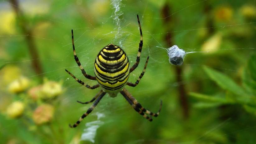 Ein Bild, das Wirbellose, Spinne, Insekt, Gliederfer enthlt.

Automatisch generierte Beschreibung