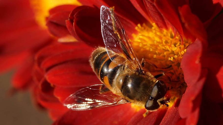 Ein Bild, das Pollen, Hautflgler, Bestuber, Makrofotografie enthlt.

Automatisch generierte Beschreibung