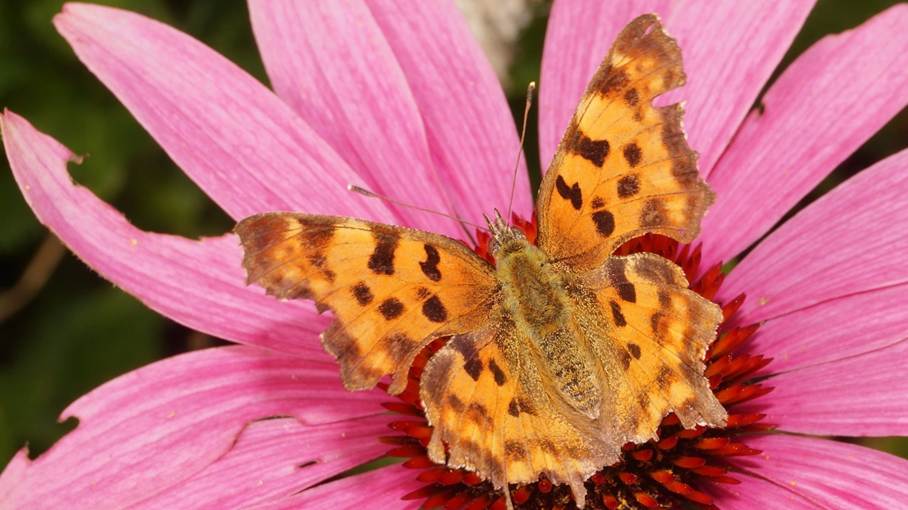 Ein Bild, das Blume, Pflanze, Nachtfalter und Schmetterlinge, Schmetterling enthlt.

Automatisch generierte Beschreibung