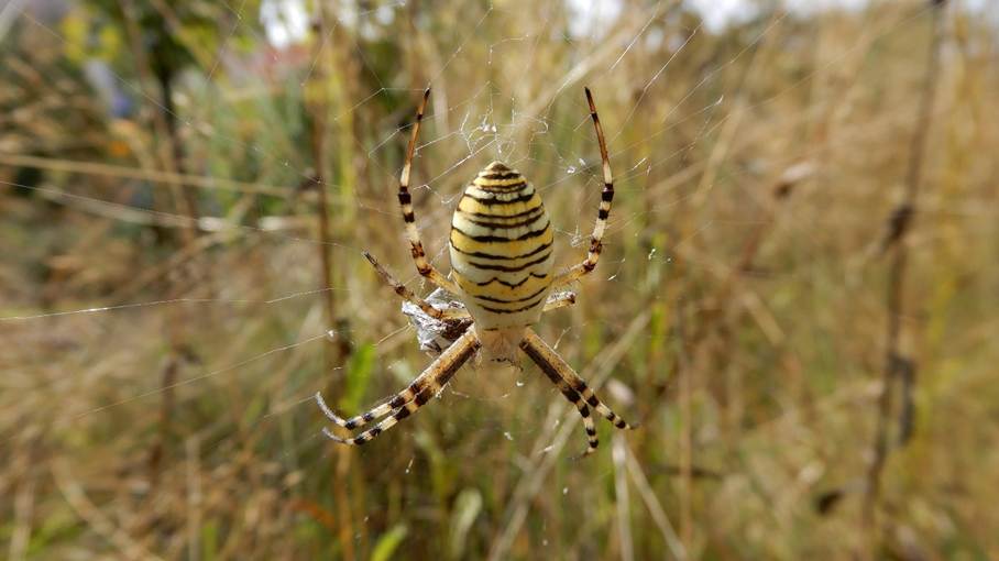 Ein Bild, das Wirbellose, Spinne, drauen, Gliederfer enthlt.

Automatisch generierte Beschreibung