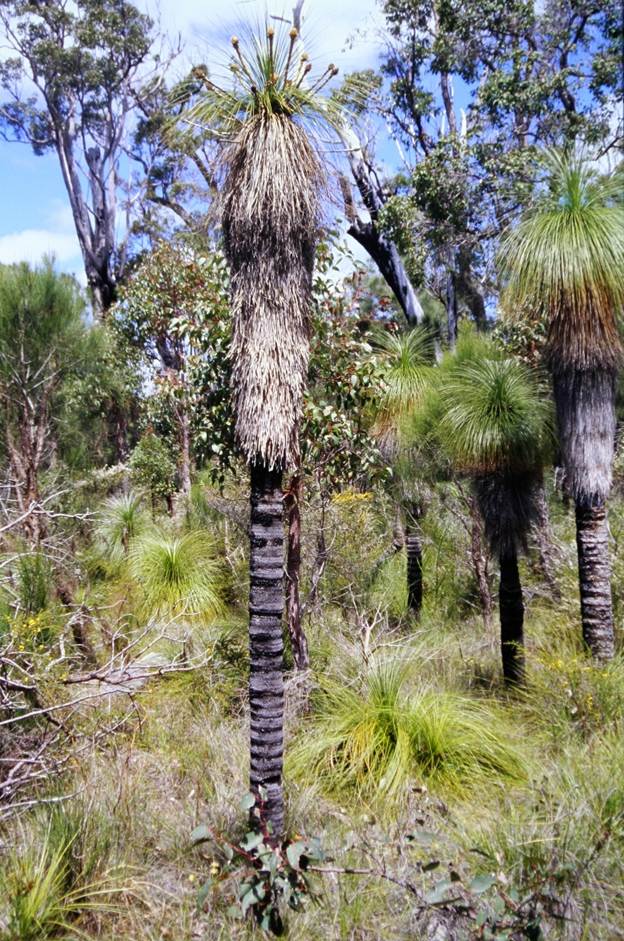 Ein Bild, das Baum, Gras, drauen, Pflanze enthlt.

Automatisch generierte Beschreibung