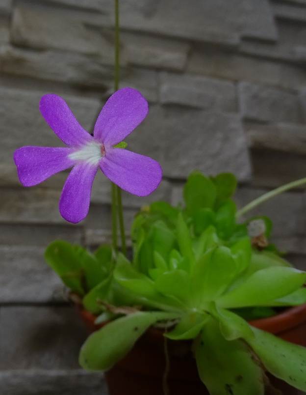 Ein Bild, das Pflanze, Blume enthlt.

Automatisch generierte Beschreibung