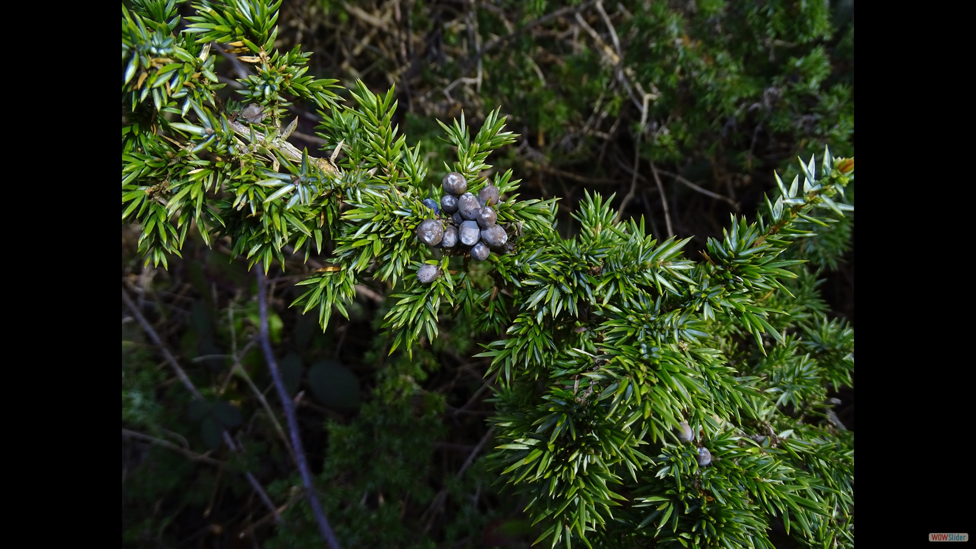 Wacholder (Juniperus communis)