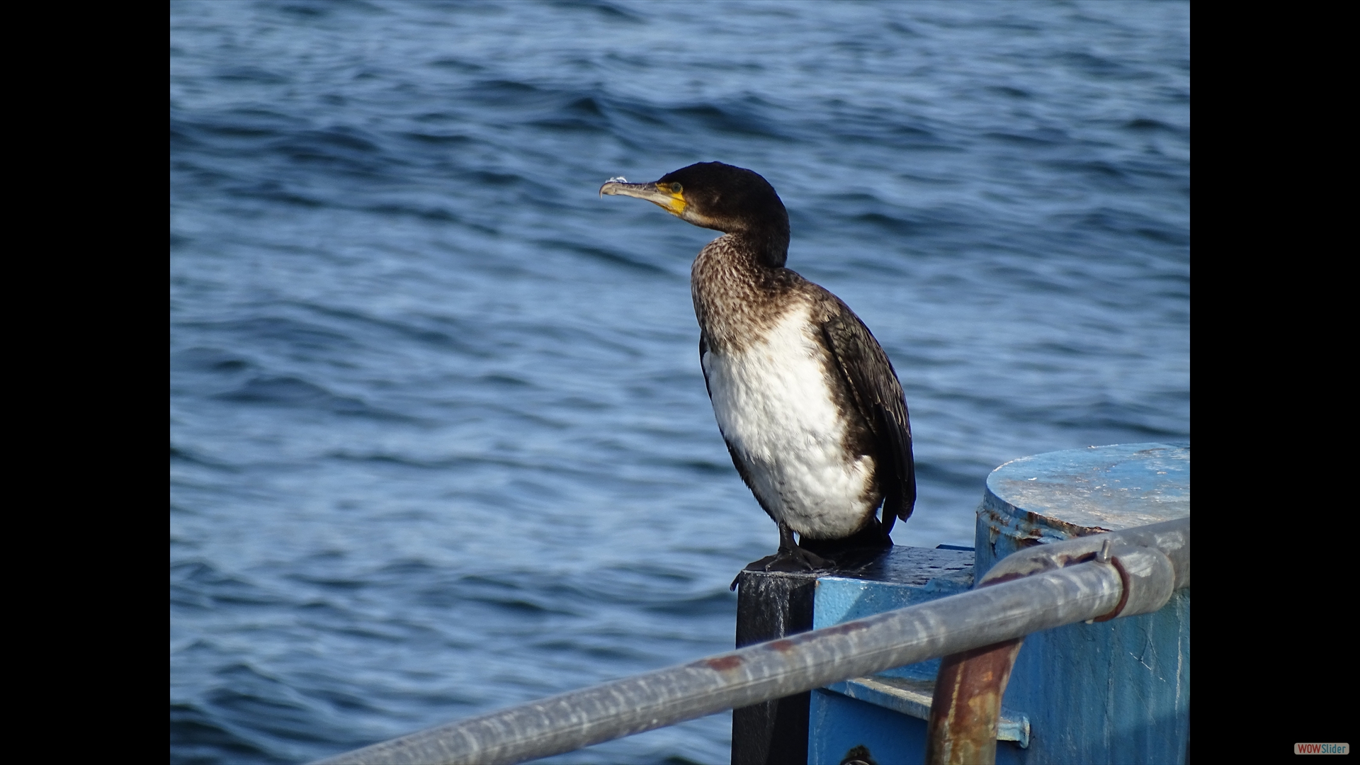 Kormoran (Phalacrocorax carbo)