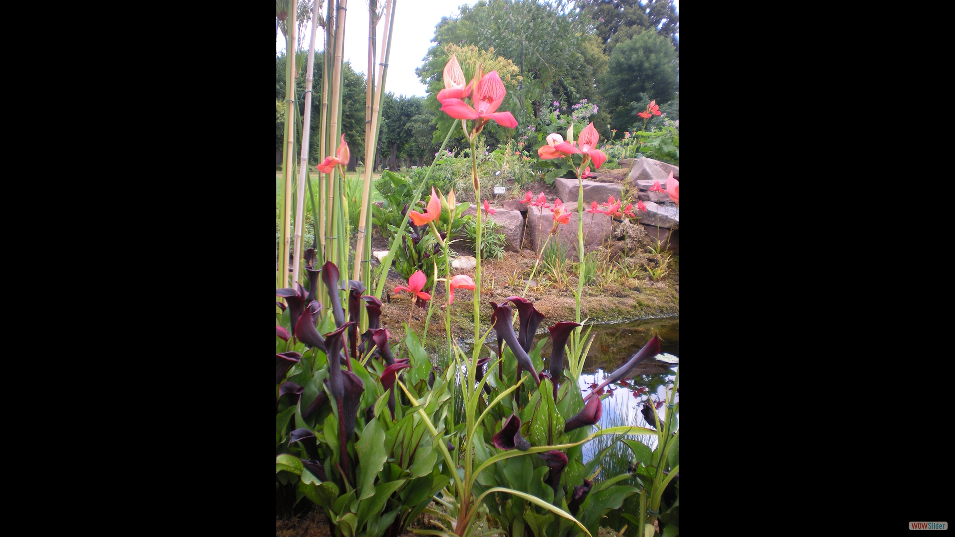 Disa uniflora