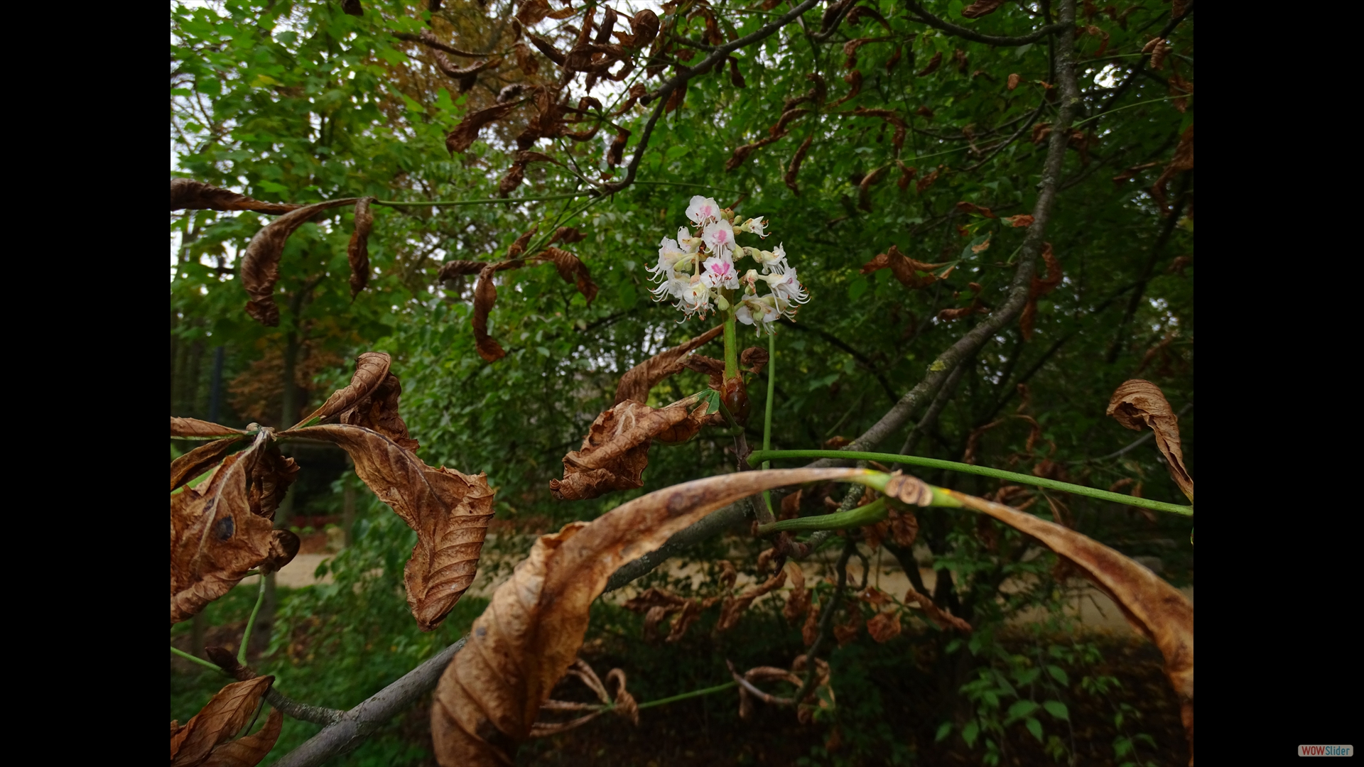 Frühling im Herbst