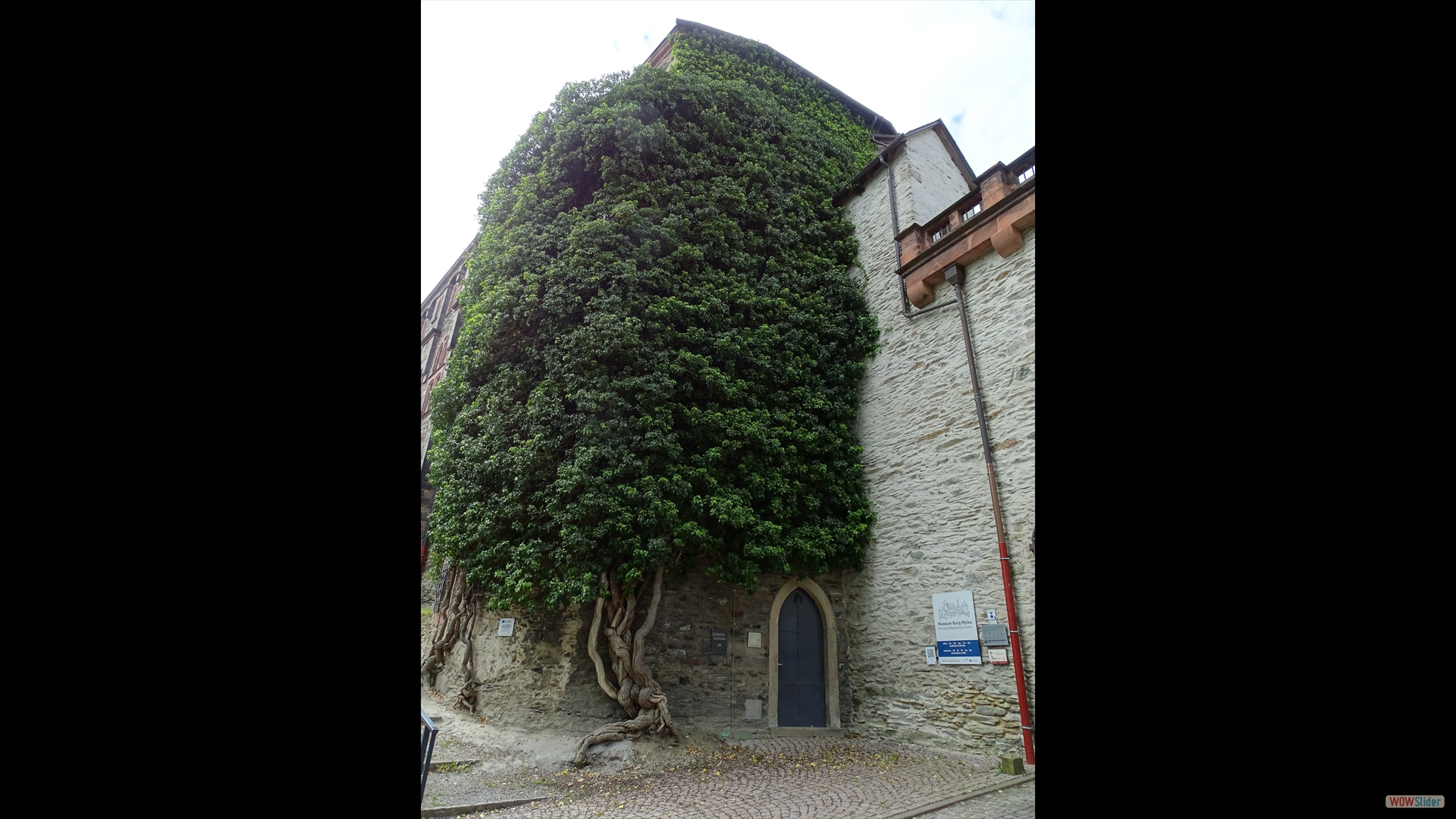 Efeu (Hedera helix) -  Burg Mylau