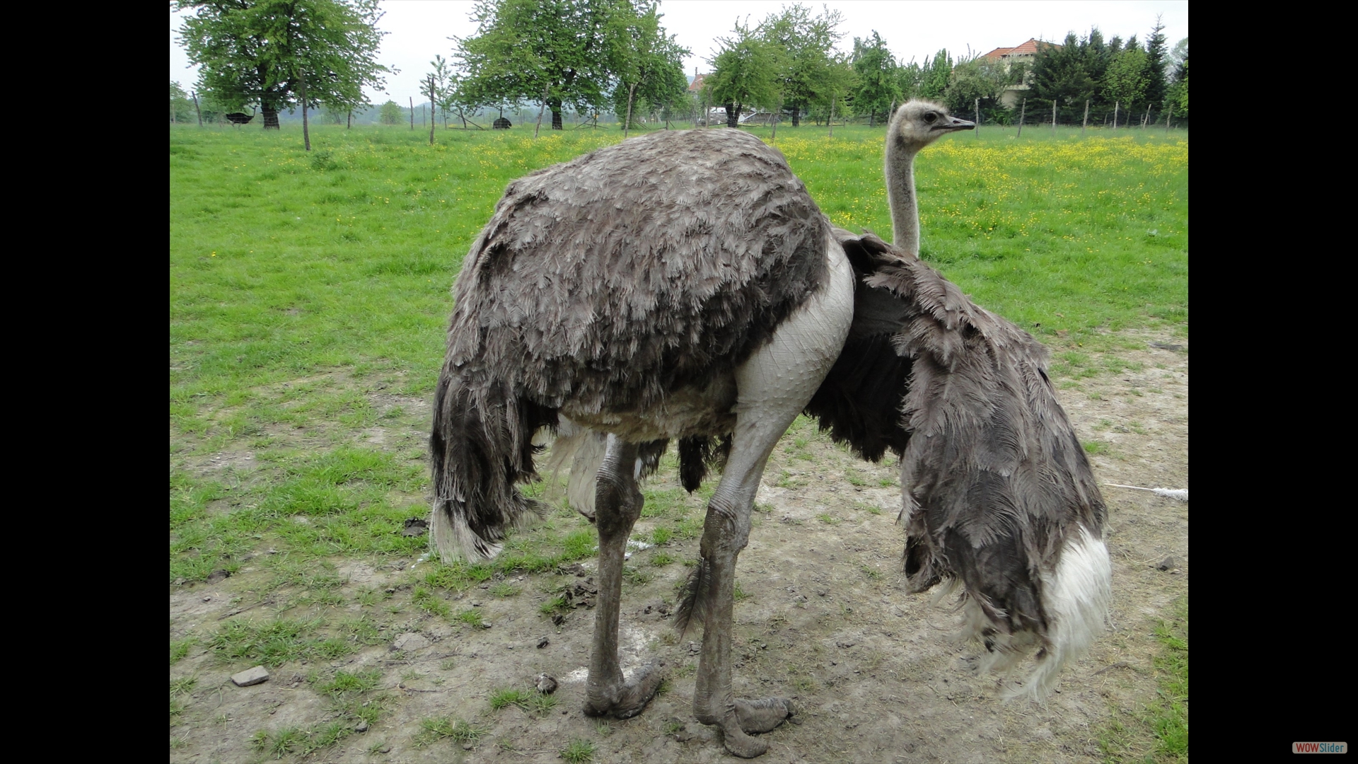 Afrikanische Strauß (Struthio camelus)