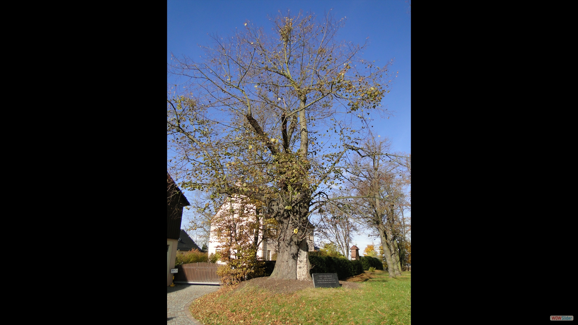 Tilia-platyphyllos-Lotter-Linde