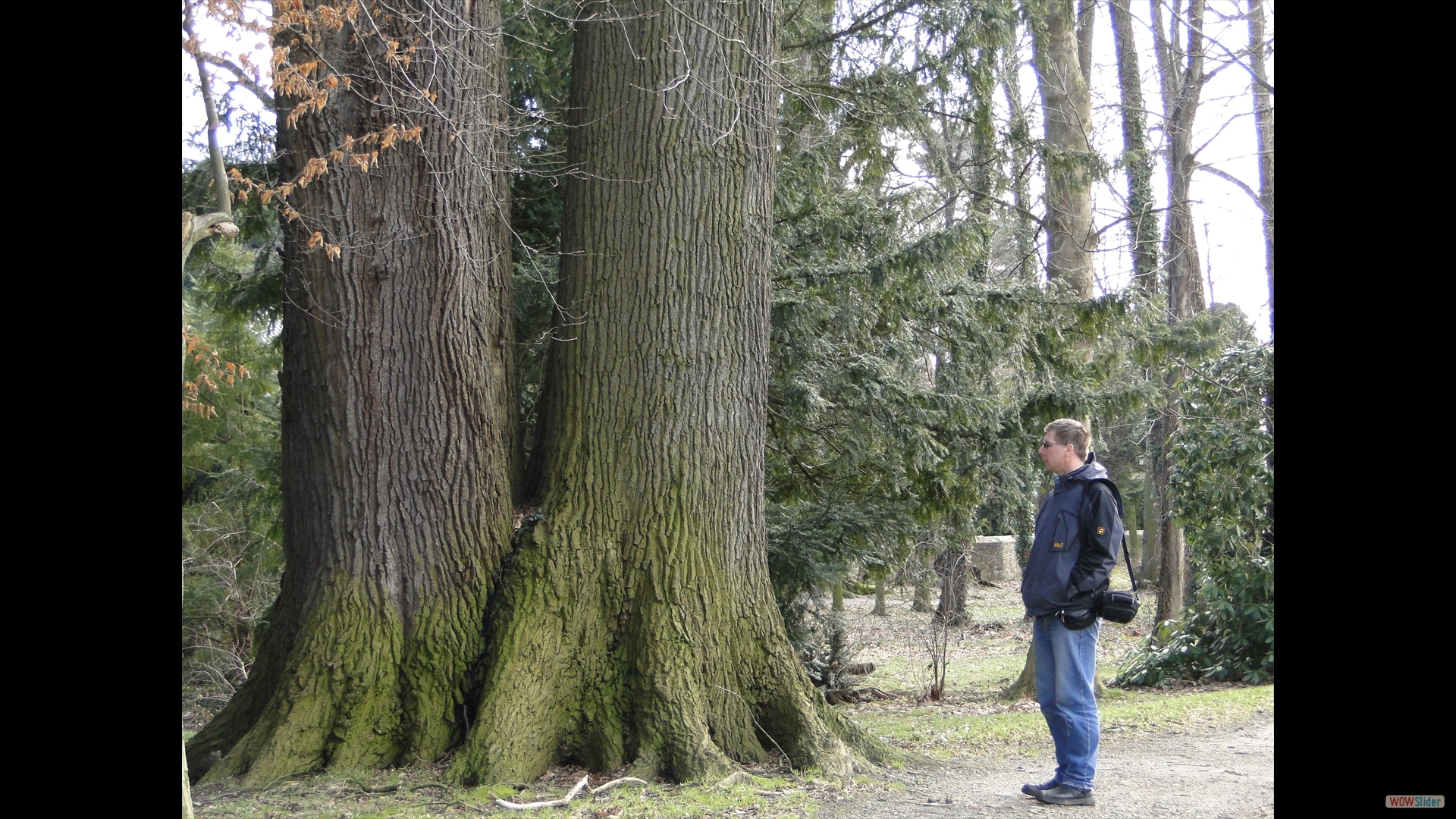 Quercus-x heterophylla - Bartramseiche