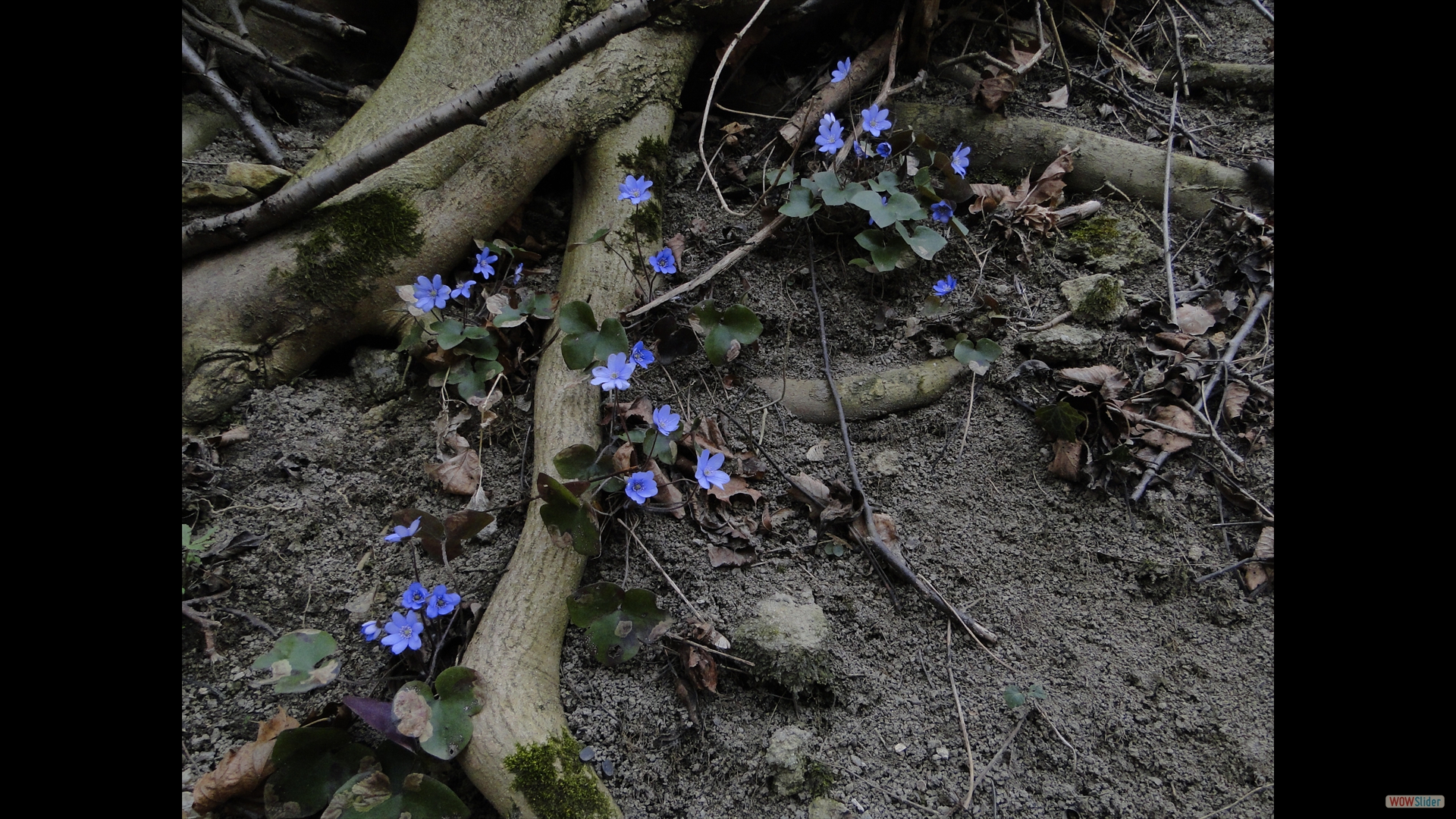 Leberblümchen (Hepatica nobilis)