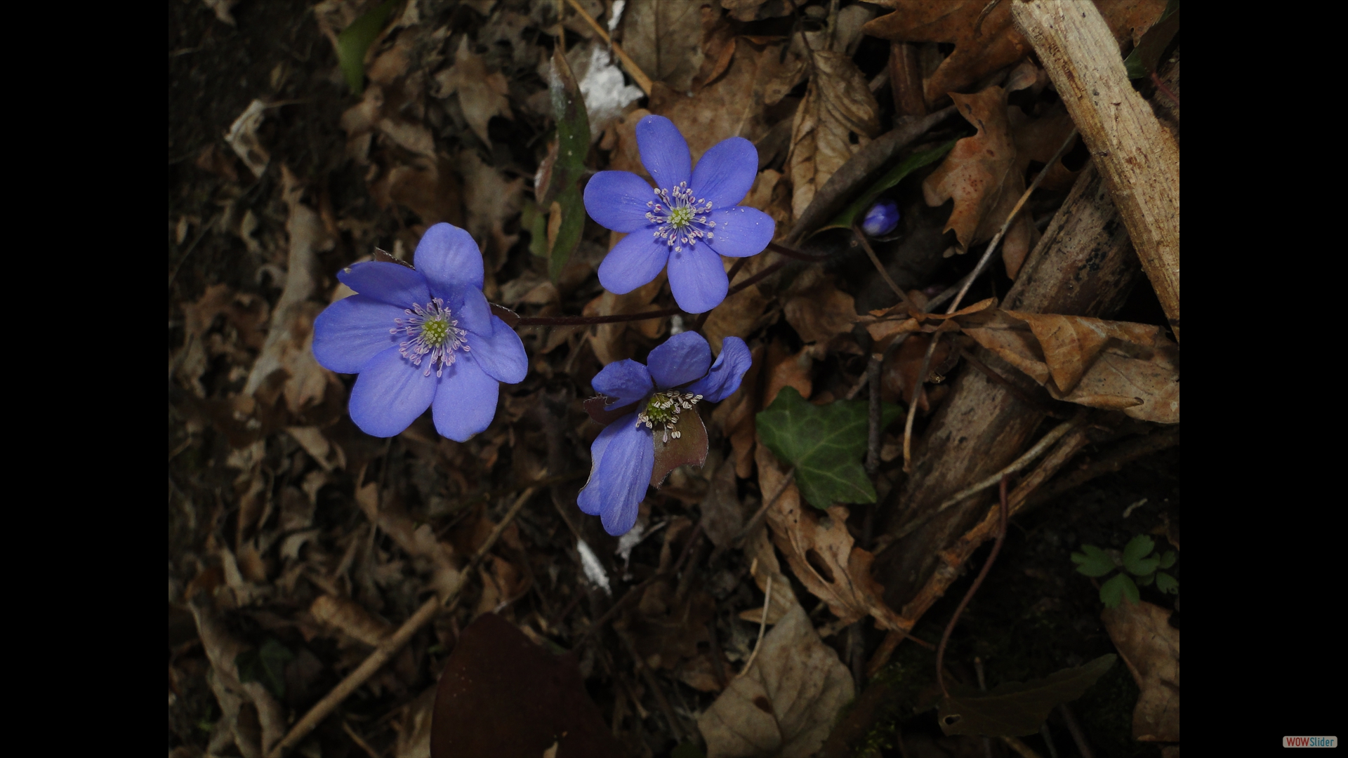 Leberblümchen (Hepatica nobilis)