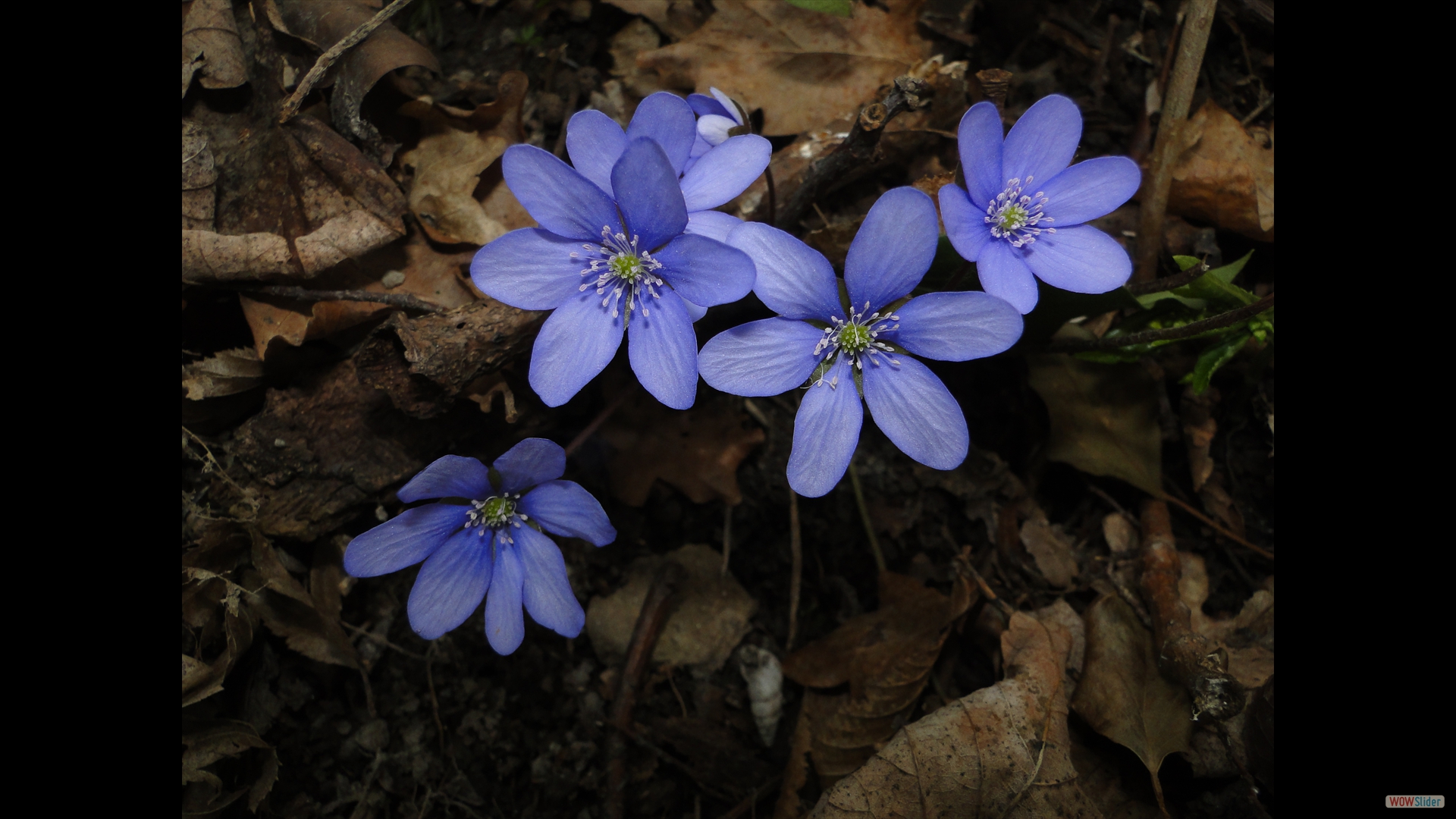 Leberblümchen (Hepatica nobilis)