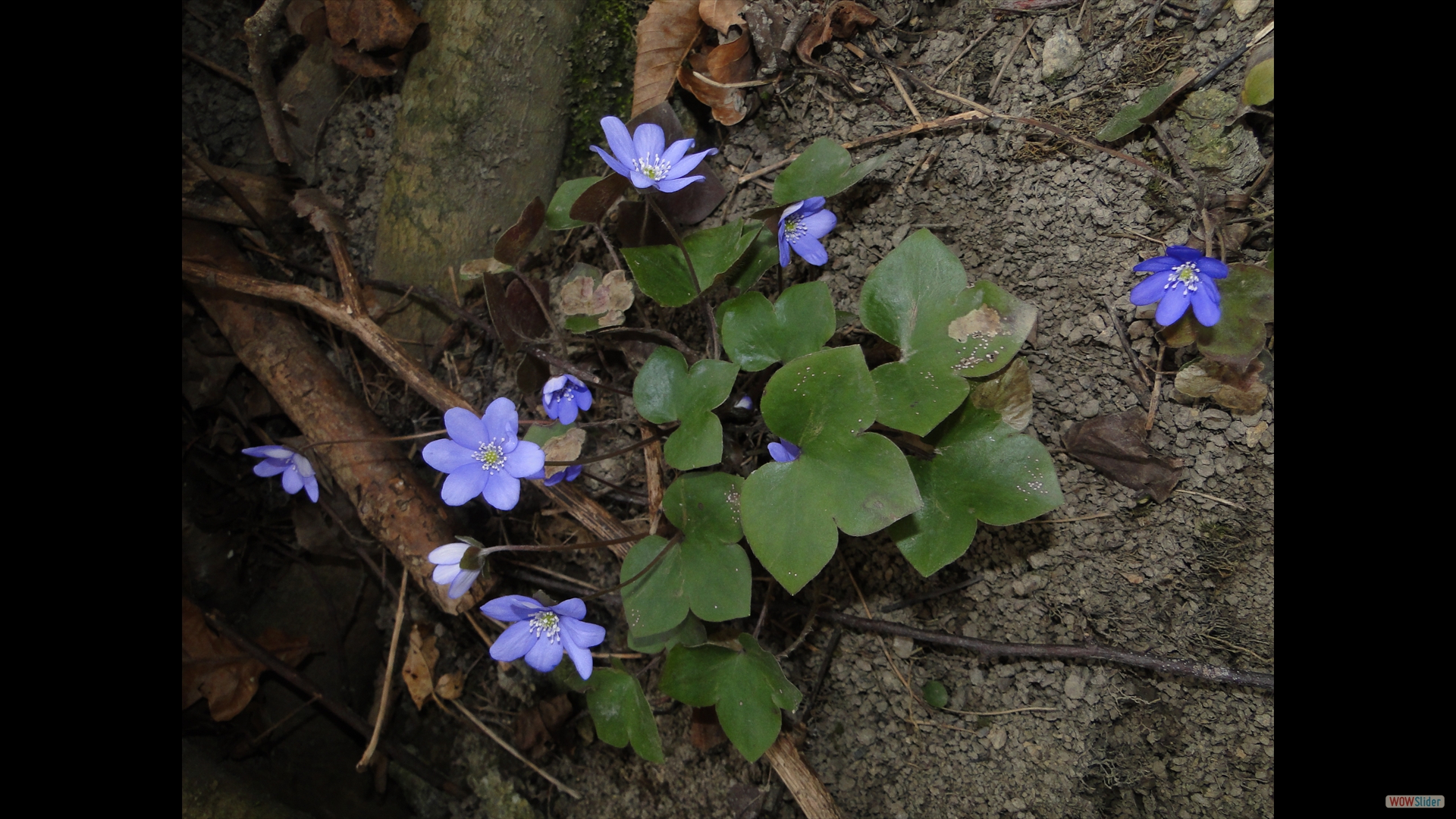 Leberblümchen (Hepatica nobilis)