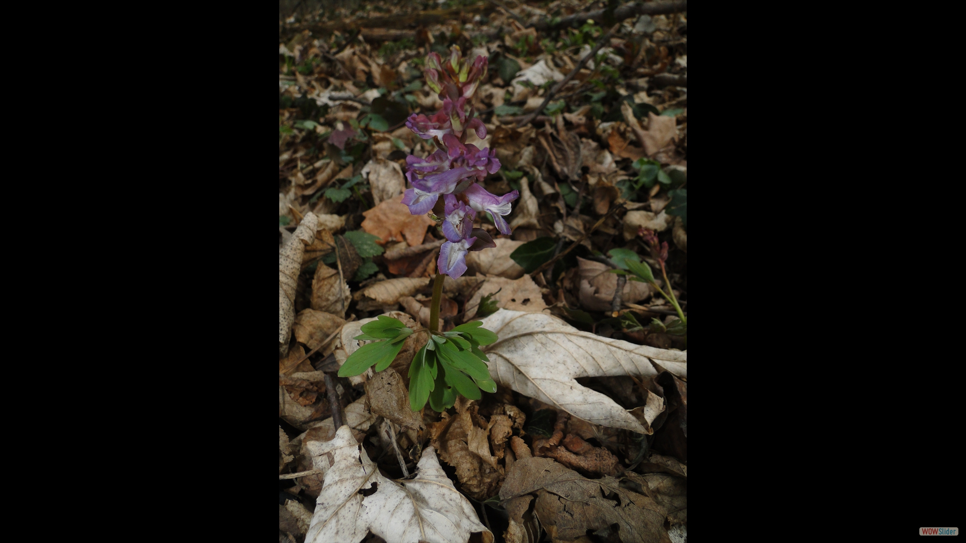 Hohler Lerchensporn (Corydalis cava)