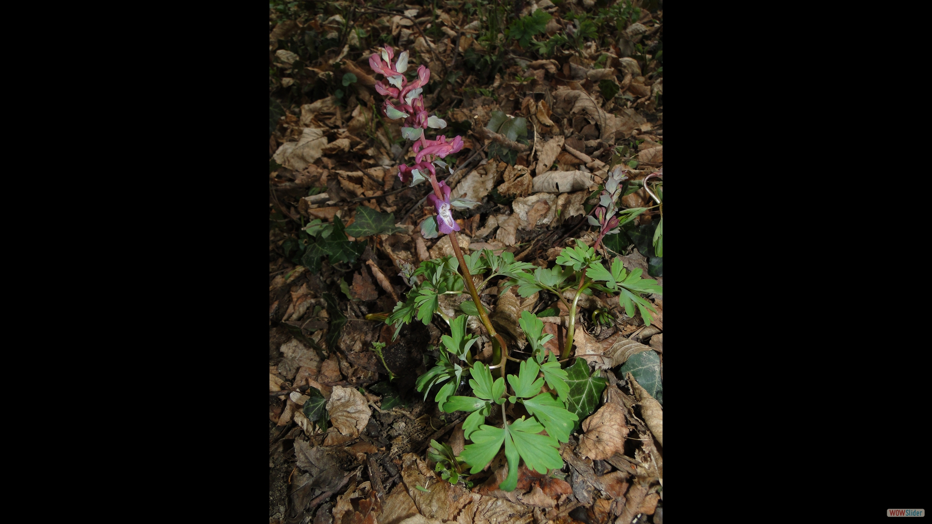 Hohler Lerchensporn (Corydalis cava)