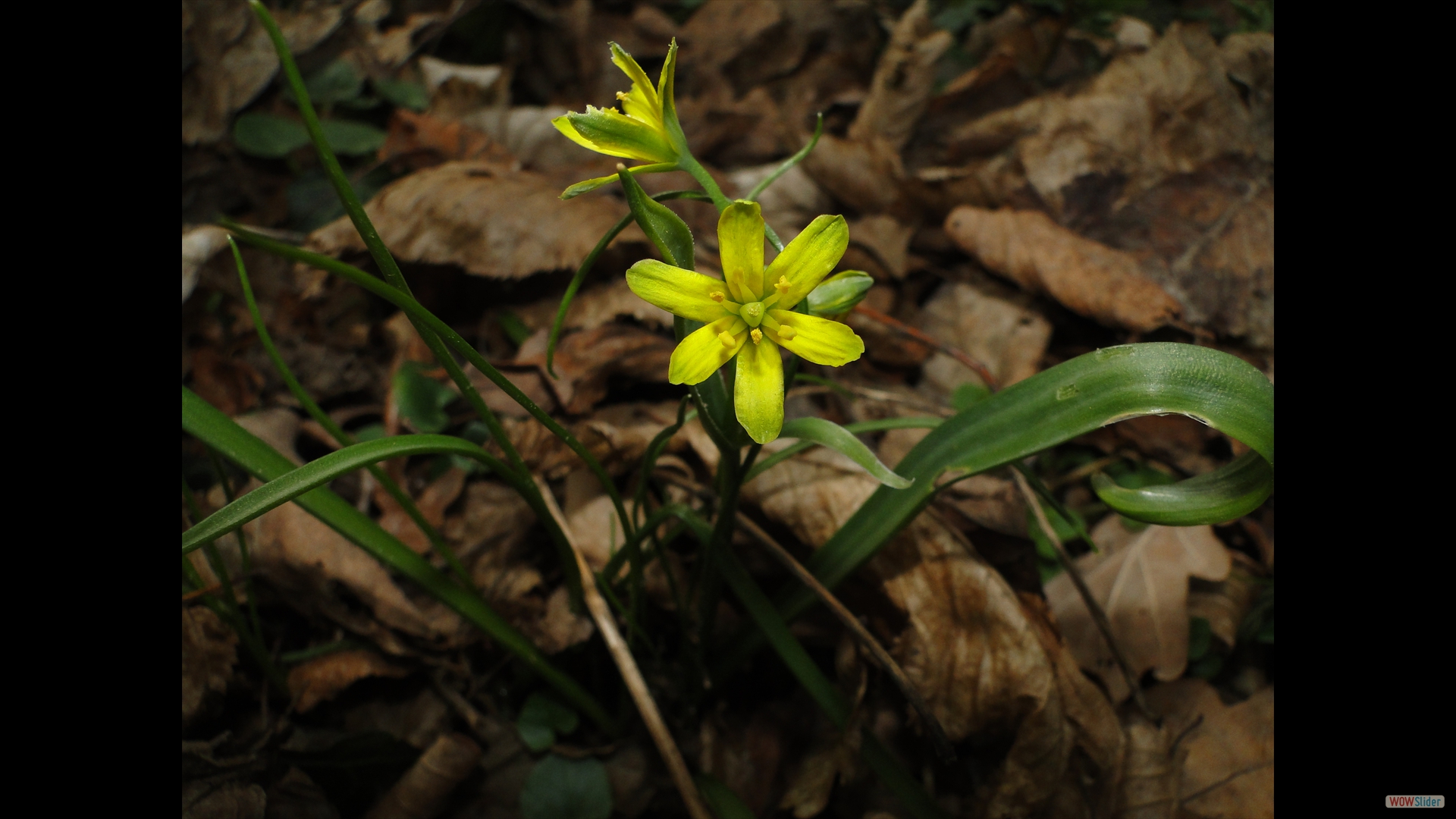 Wald-Gelbstern (Gagea lutea)