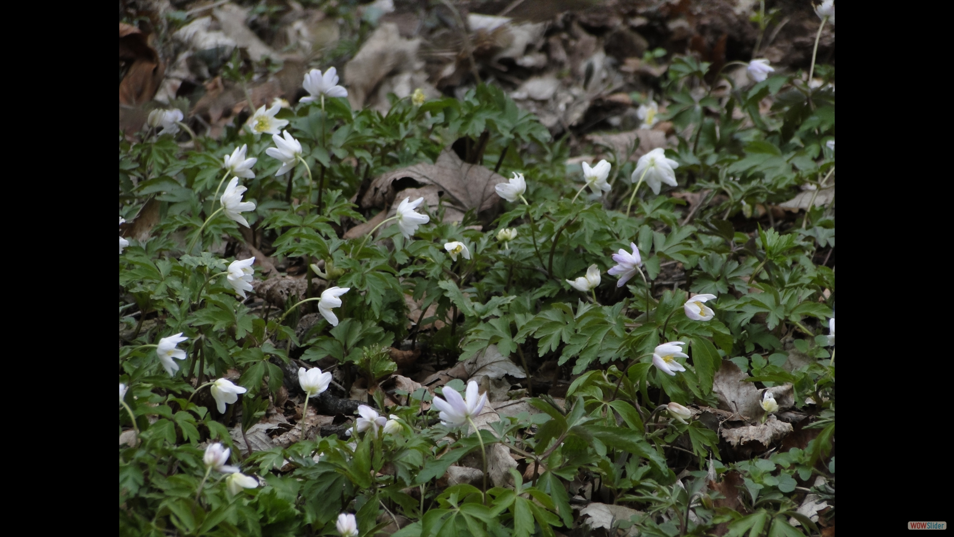 Busch-Windröschen (Anemone nemorosa)