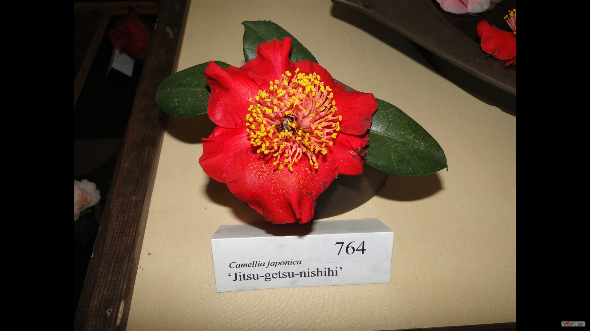 Camellia japonica 'Jitsu-getsu-nishihi'