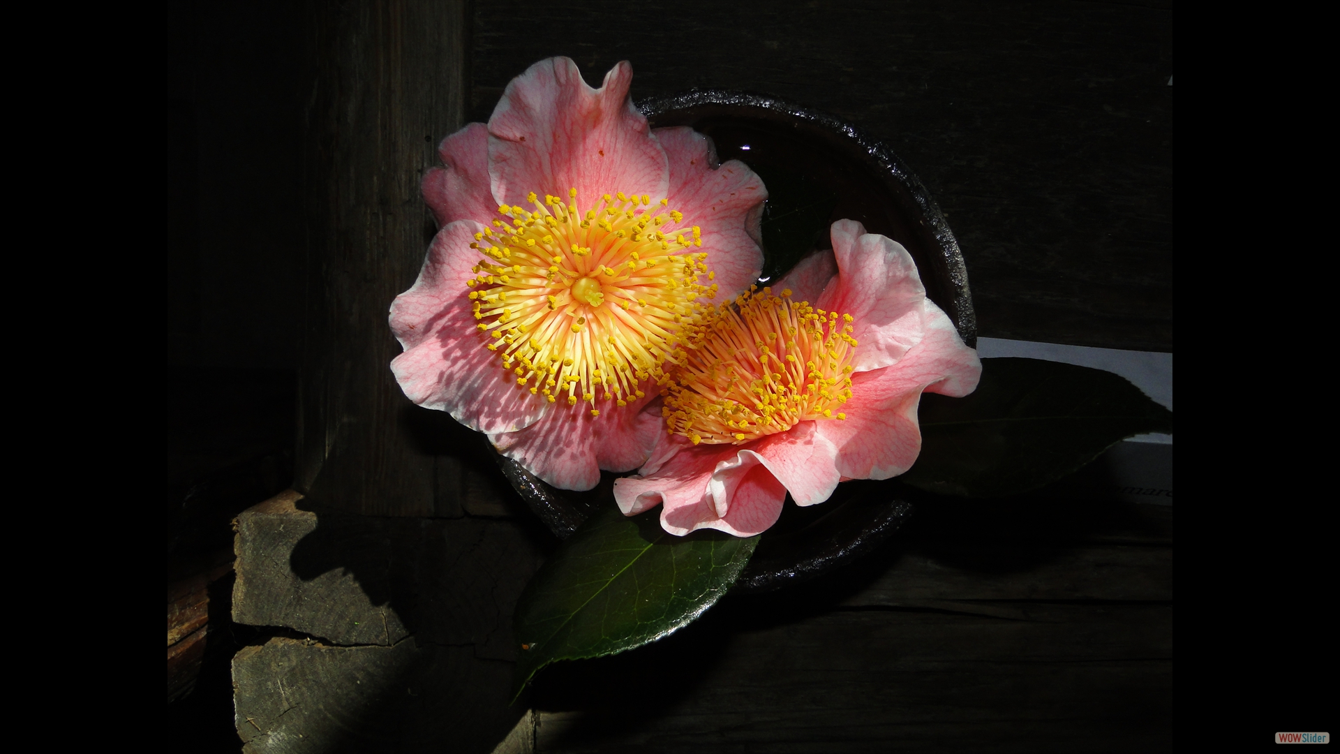 Camellia japonica 'Mikuni-no-humare'-Higo