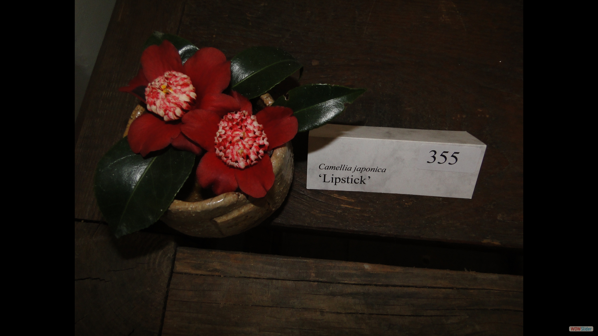 Camellia japonica 'Lipstick'