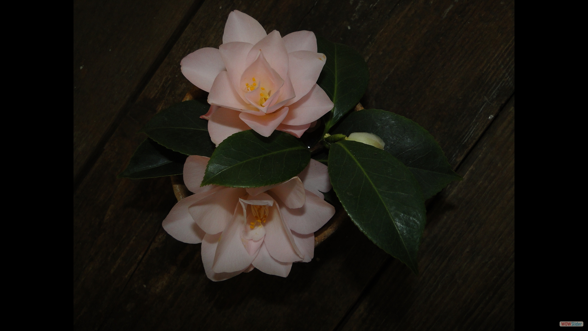 Camellia japonica 'Hagoromo'