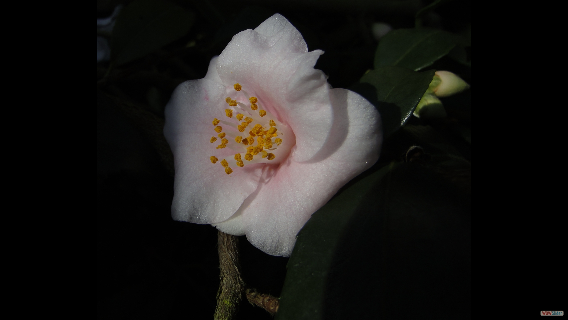 Camellia rosiflora 'Kaskade'