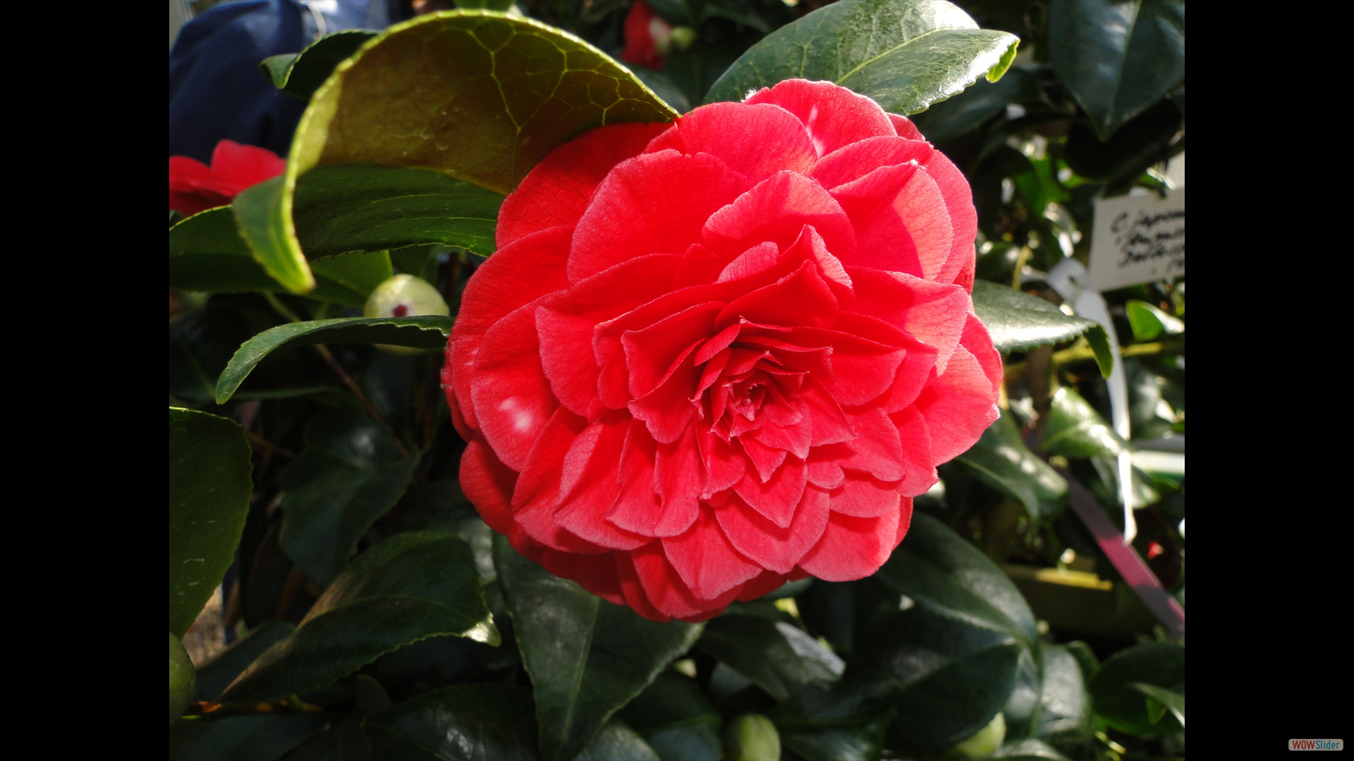 Camellia japonica 'Auguste Delfosse'-1855