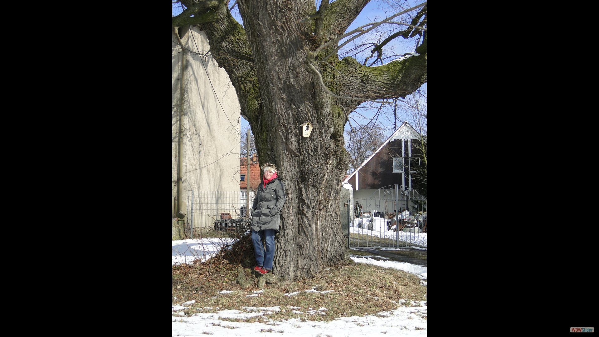 Tilia platyphllos_Pulsnitz