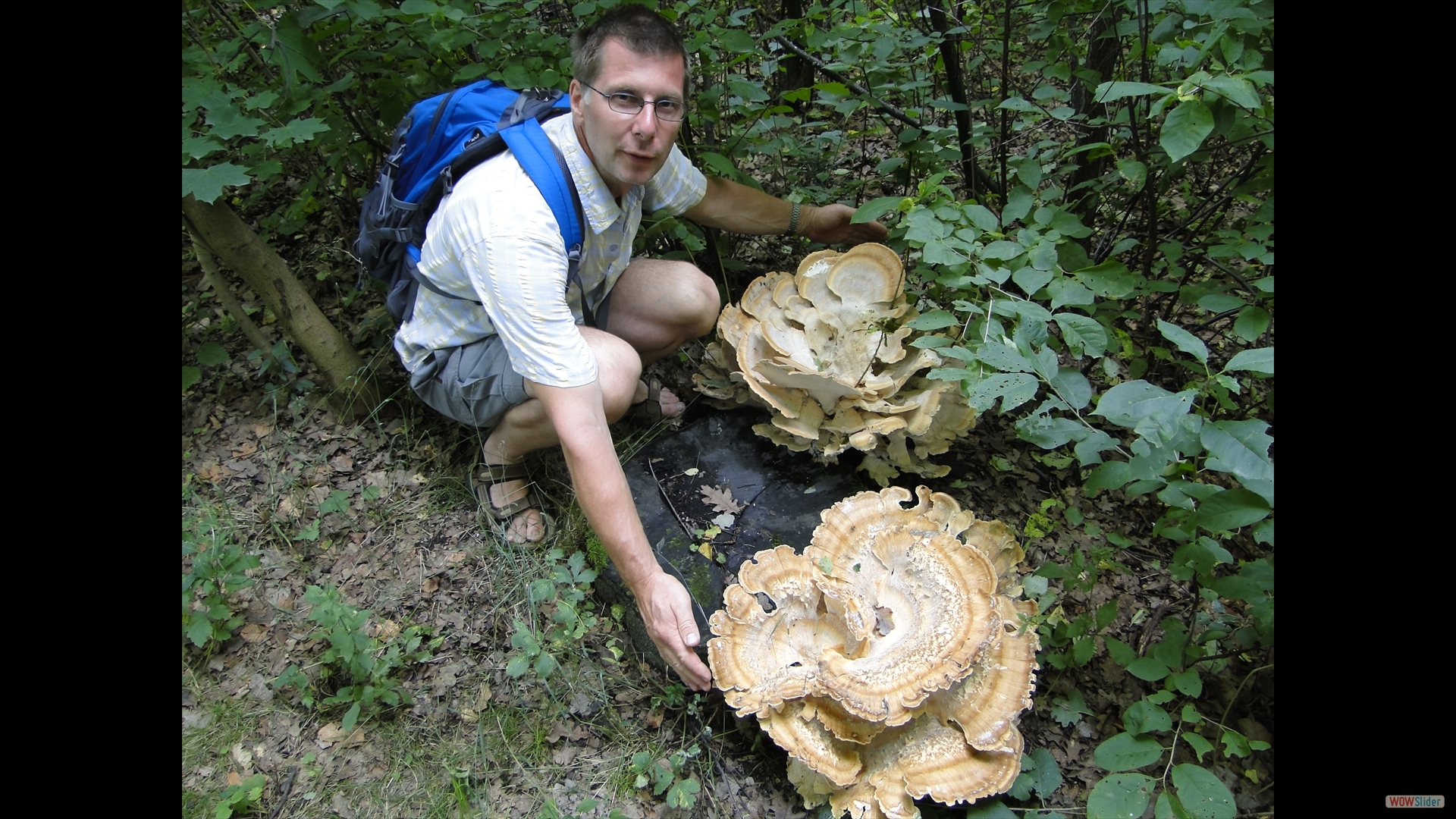 Meripilus-giganteus - Riesenporling