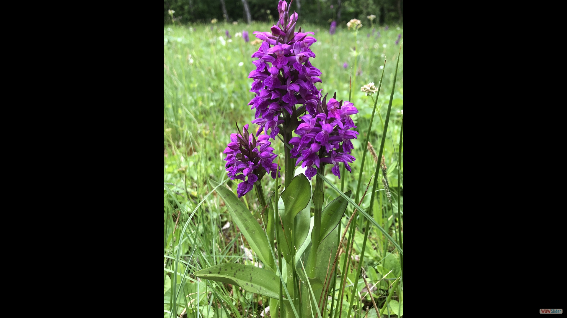 Dactylorhiza majalis -
Breitblättriges Knabenkraut