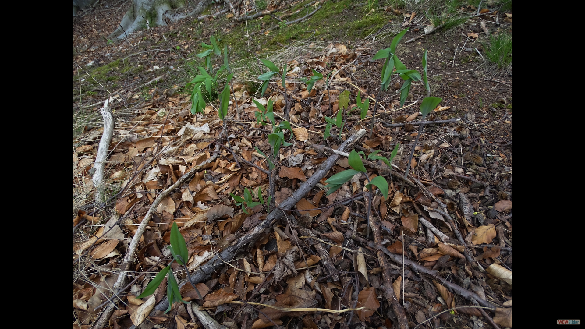 Polygonatum multiflorum