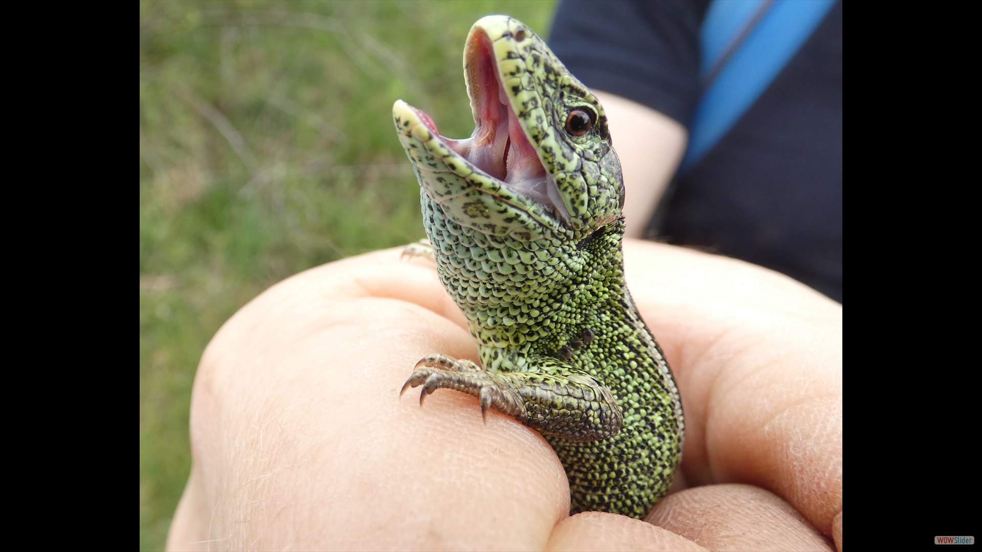 Zauneidechse (Lacerta agilis)