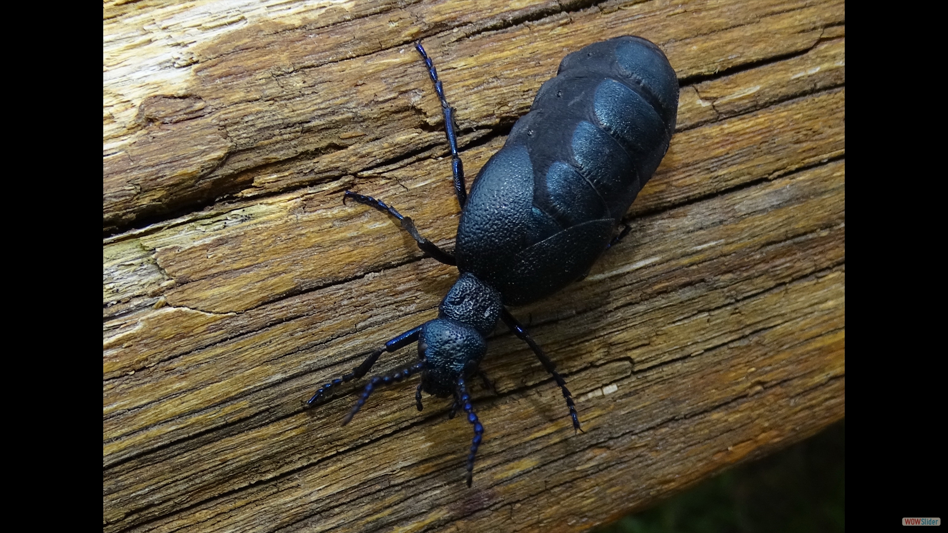 Schwarzblauer Ölkäfer (Meloe-proscarabaeus)