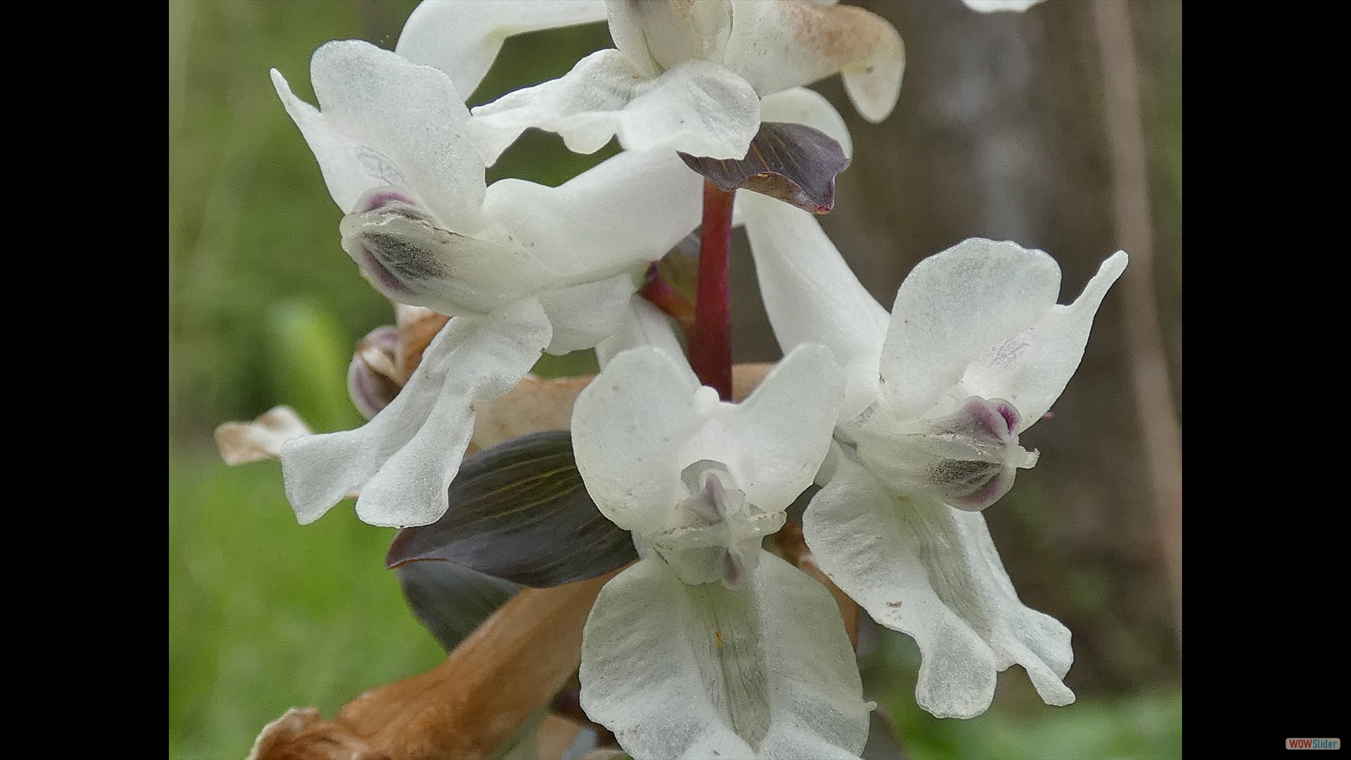 Hohler Lerchensporn (Corydalis cava)