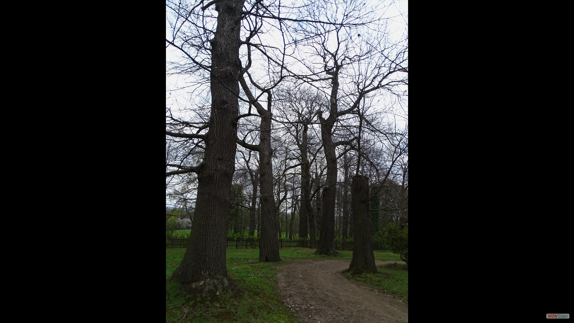 Edelkastanie (Castanea sativa)