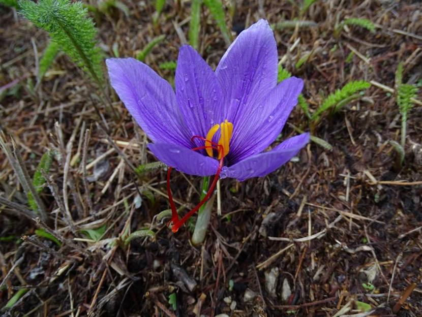 Ein Bild, das Gras, drauen, Pflanze, Blume enthlt.

Automatisch generierte Beschreibung