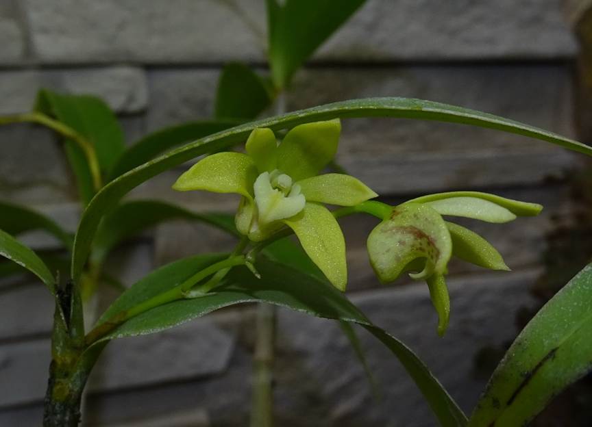 Ein Bild, das Pflanze, Blume, grn, Blatt enthlt.

Automatisch generierte Beschreibung