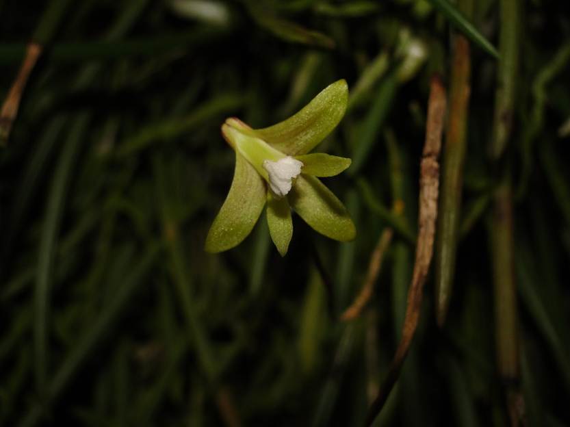 Ein Bild, das Pflanze, Blume enthlt.

Automatisch generierte Beschreibung