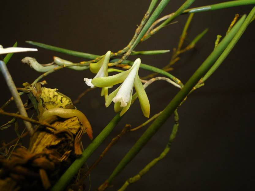 Ein Bild, das Pflanze, grn, Blume enthlt.

Automatisch generierte Beschreibung