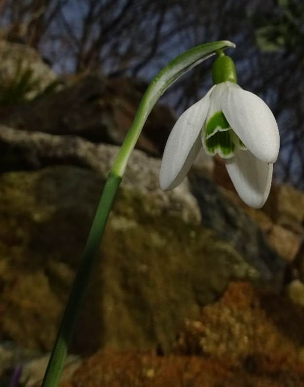 Ein Bild, das Blume, Pflanze, grn, einzeln enthlt.

Automatisch generierte Beschreibung