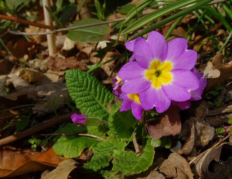 Ein Bild, das drauen, Blume, Pflanze, Garten enthlt.

Automatisch generierte Beschreibung